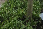 Cudgera Creekplant-nursery-23.jpg; ?>