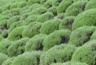 Cudgera Creekplants-13.jpg; ?>