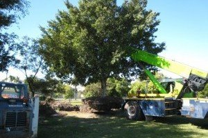 Landscaping Tree Management Services